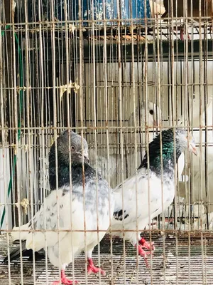 চুইটাল স্প্রিং রানিং পেয়ার