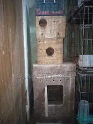 Breeding Box for Sale.