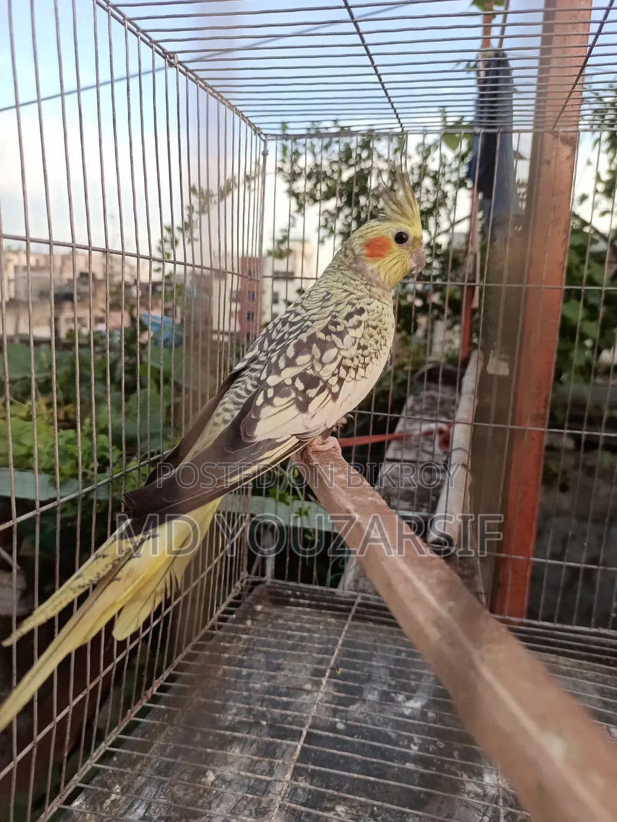 টেম ককাটেল পাখি