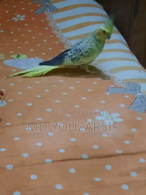 টেম ককাটেল পাখি