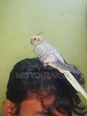 টেম ককাটেল পাখি