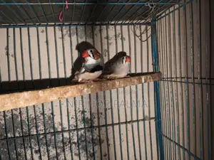 জেব্রা ফিঞ্চ