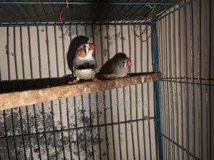 জেব্রা ফিঞ্চ