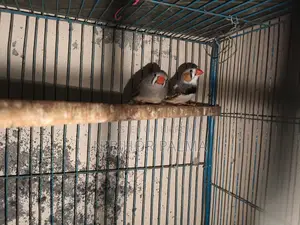জেব্রা ফিঞ্চ