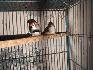জেব্রা ফিঞ্চ
