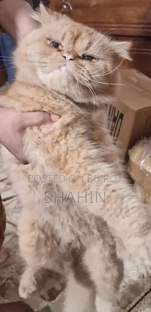 ১+ বছরের পুরুষ খাঁটি পার্সিয়ান বিড়াল