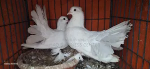 লক্ষা কবুতর