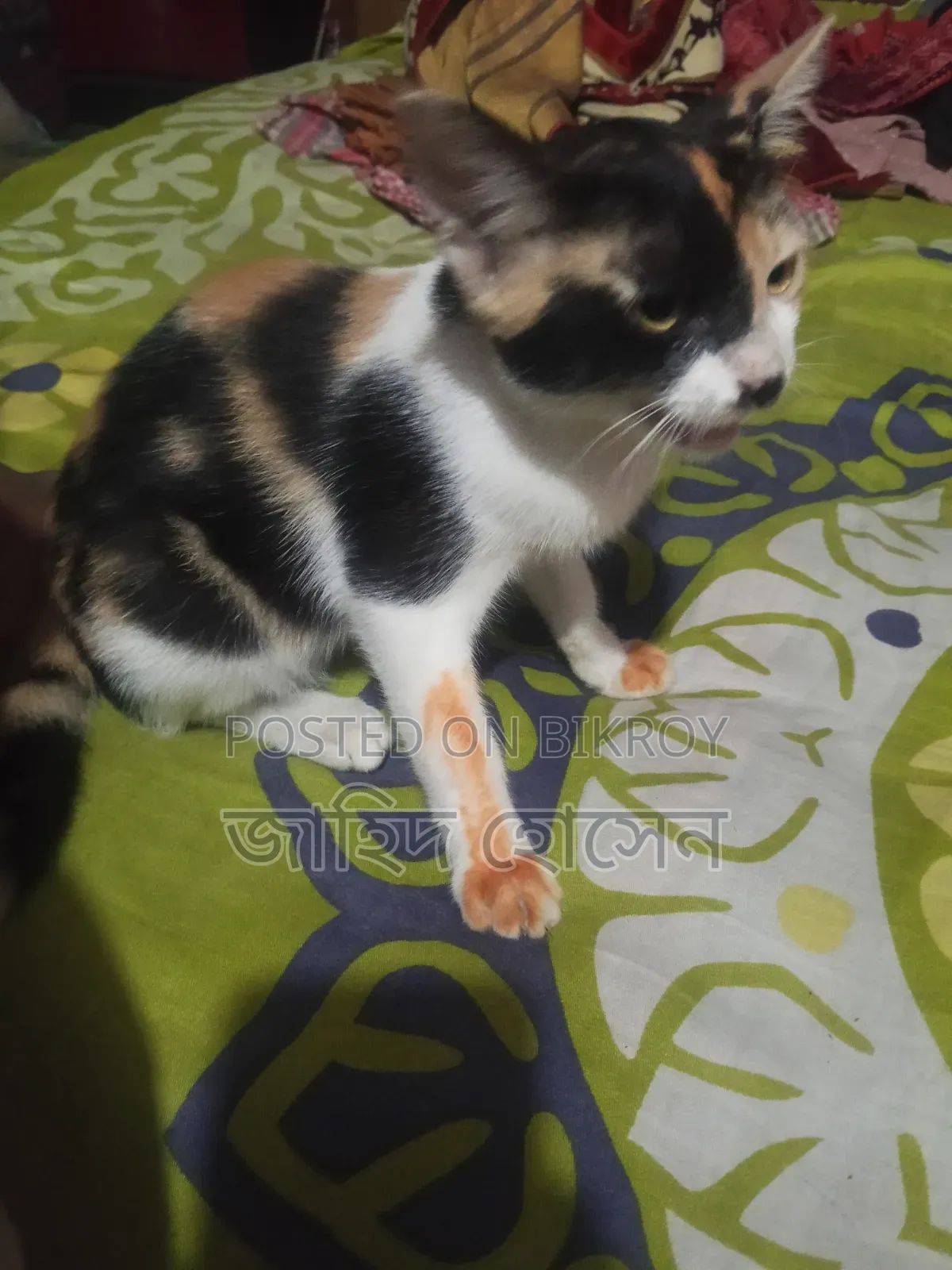 ১-৩ মাসের ফিমেল মিক্সড ব্রিড বিড়াল