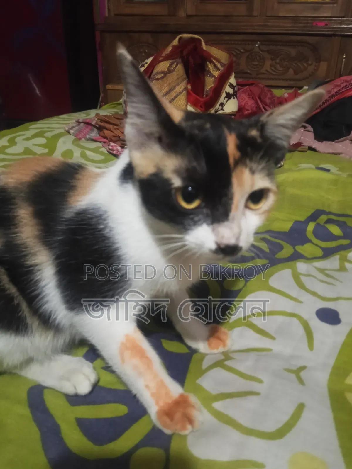 ১-৩ মাসের ফিমেল মিক্সড ব্রিড বিড়াল
