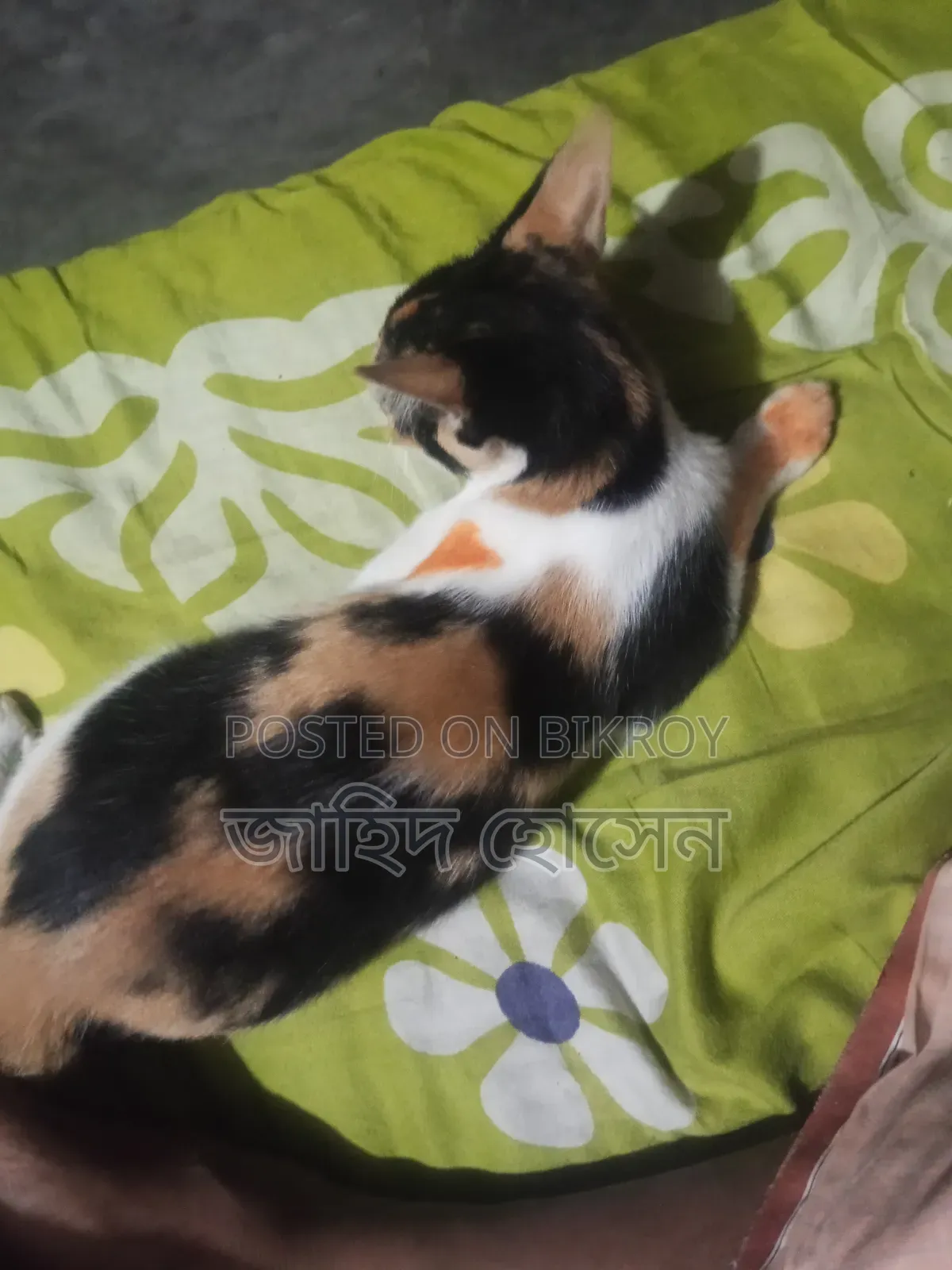 ১-৩ মাসের ফিমেল মিক্সড ব্রিড বিড়াল