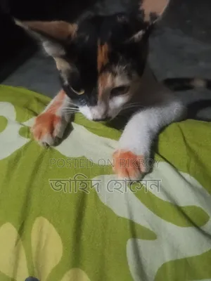 ১-৩ মাসের ফিমেল মিক্সড ব্রিড বিড়াল