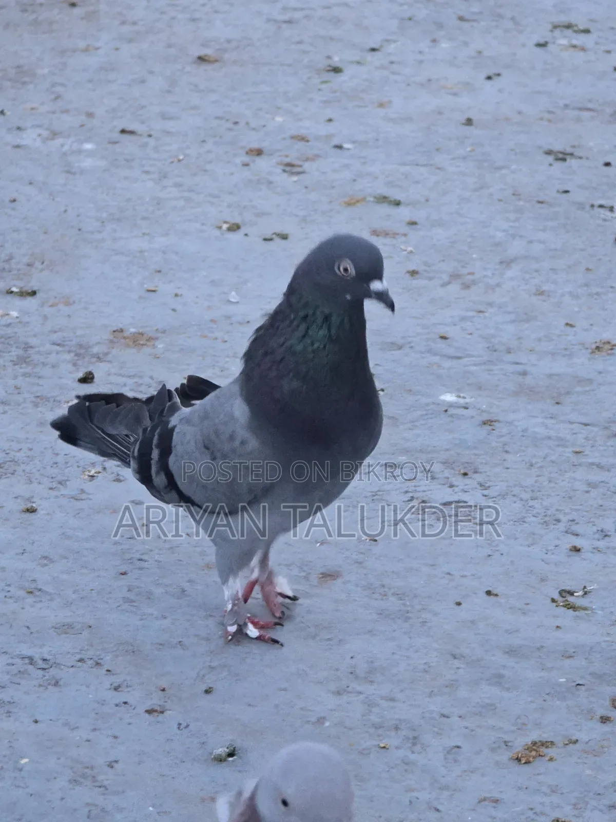 Running Female