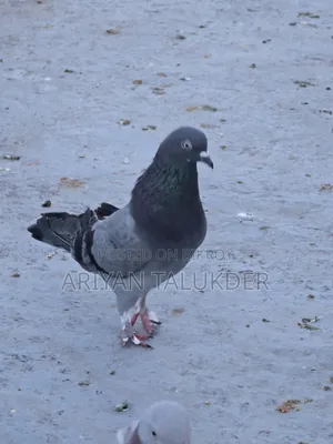 Running Female