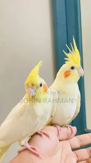 এক জোরা লাইট পার্ল কোকাটেল হাত বদল করা হবে।