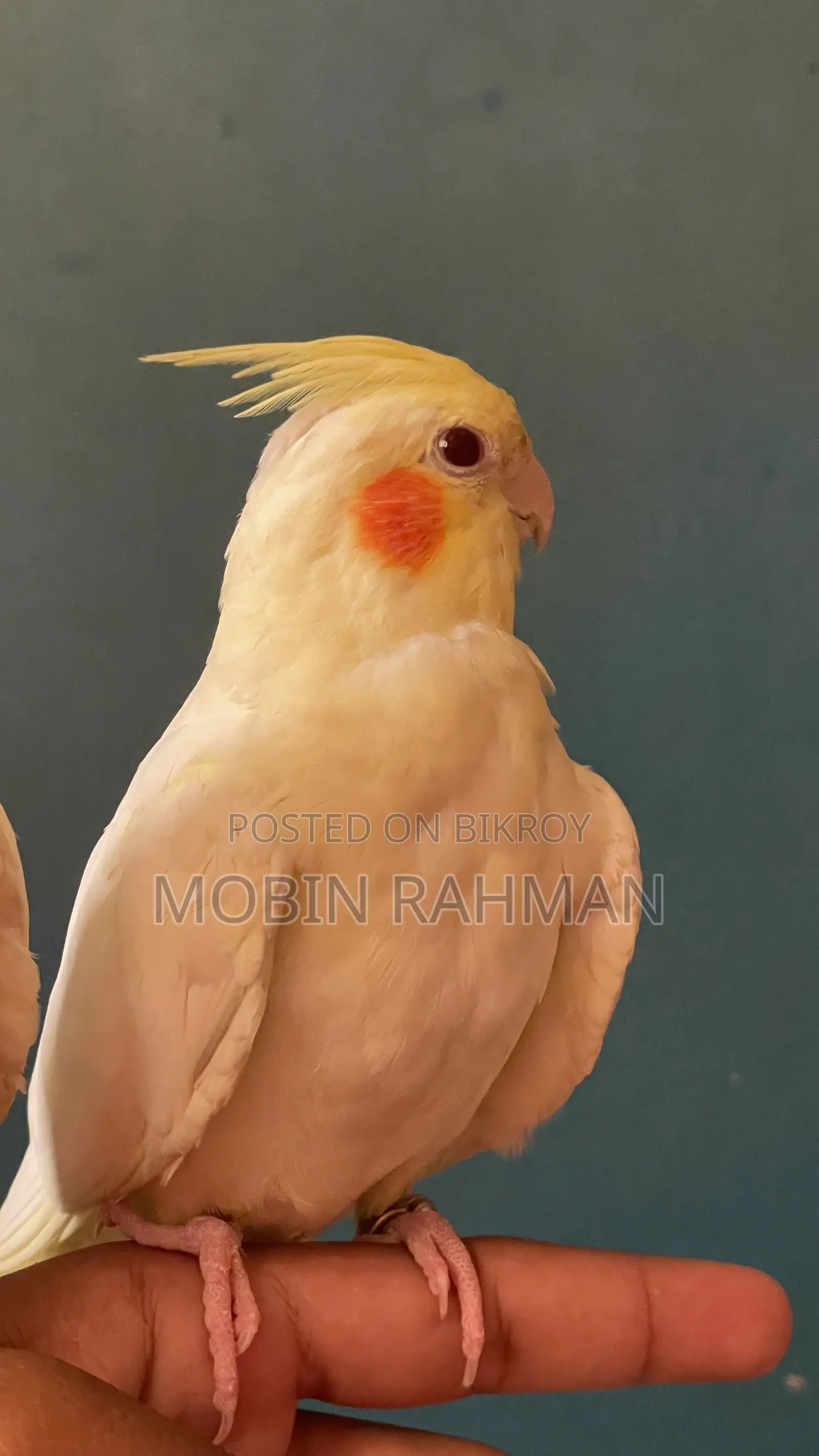 এক জোরা লাইট পার্ল কোকাটেল হাত বদল করা হবে।