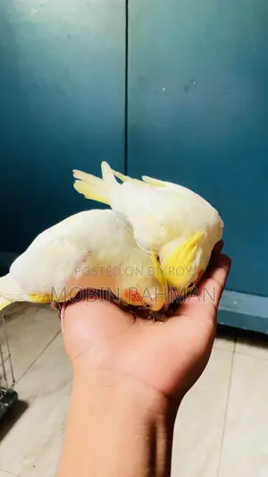 এক জোরা লাইট পার্ল কোকাটেল হাত বদল করা হবে।