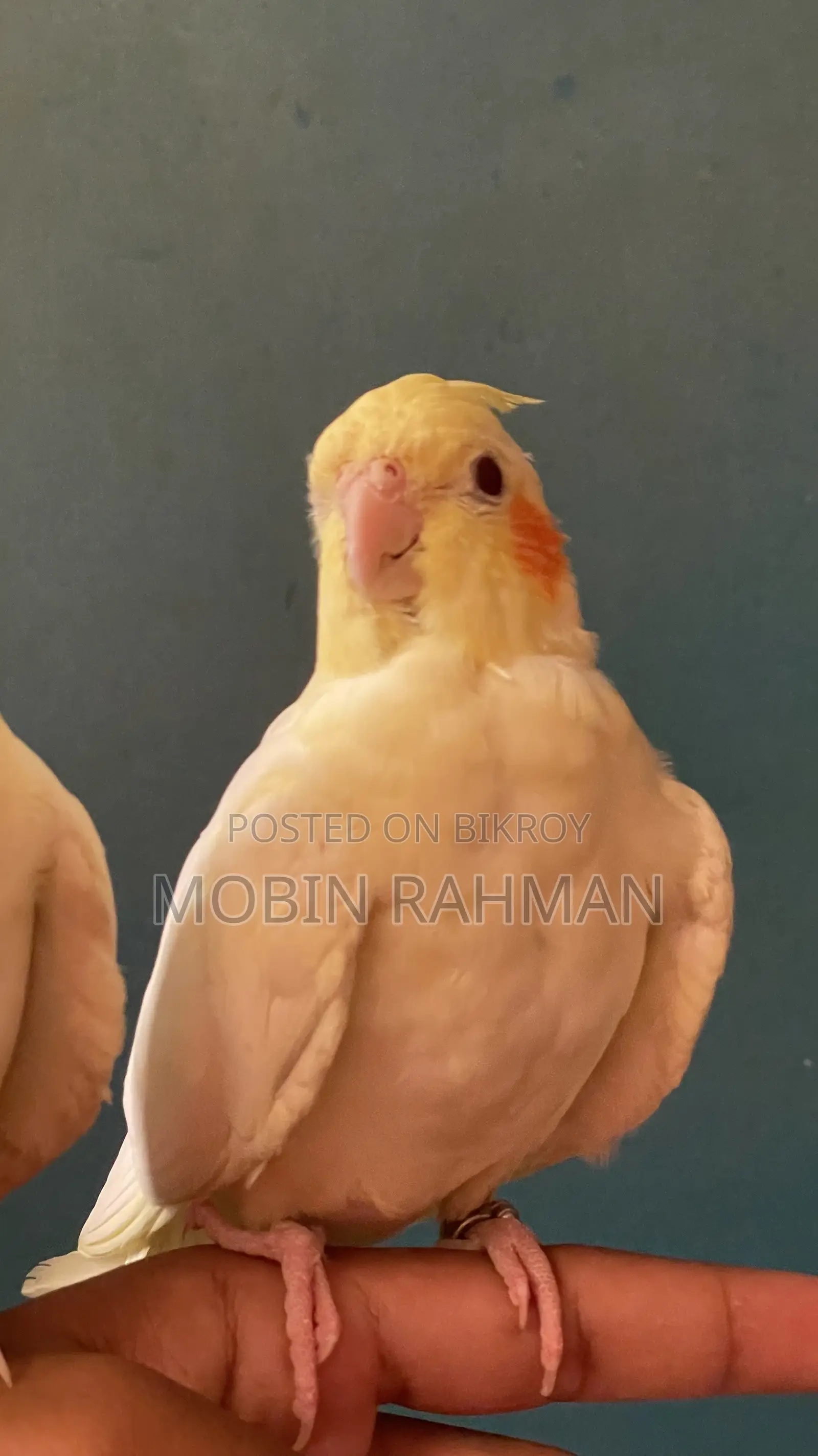 এক জোরা লাইট পার্ল কোকাটেল হাত বদল করা হবে।