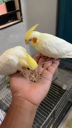 এক জোরা লাইট পার্ল কোকাটেল হাত বদল করা হবে।