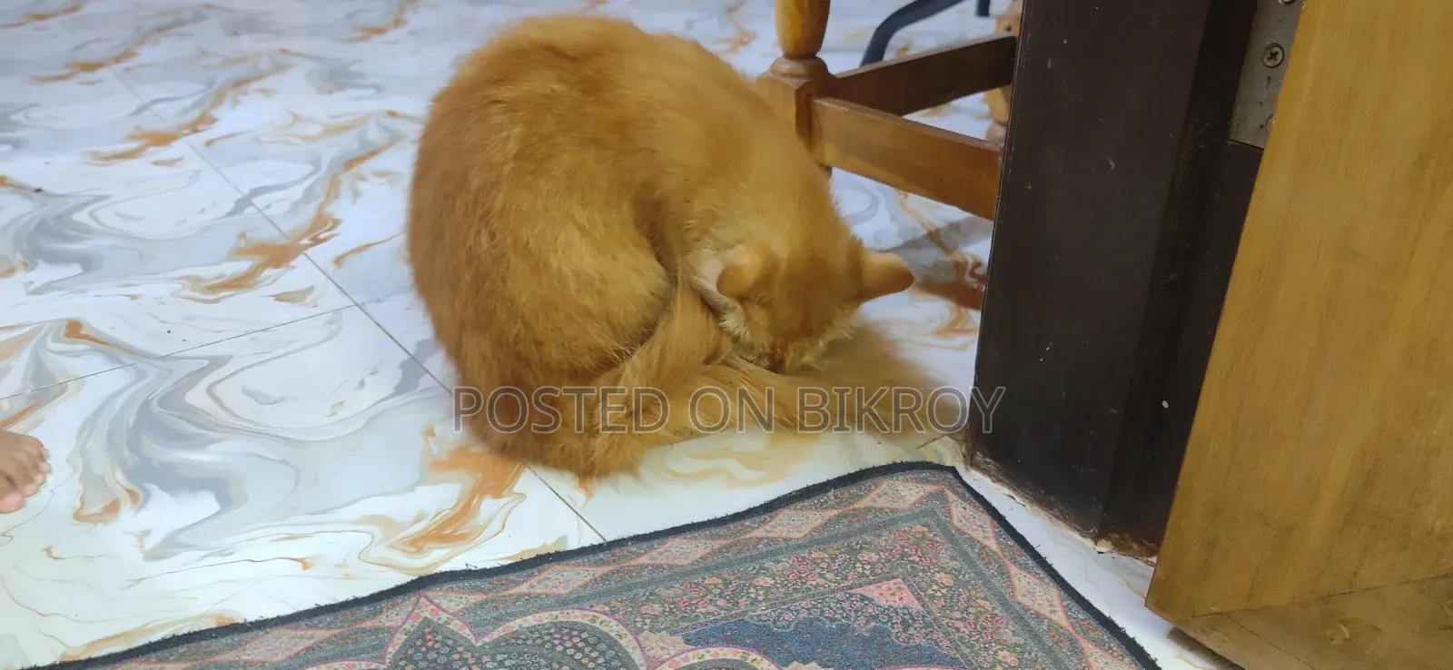 ১+ বছরের নারী খাঁটি পার্সিয়ান বিড়াল