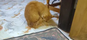 ১+ বছরের নারী খাঁটি পার্সিয়ান বিড়াল
