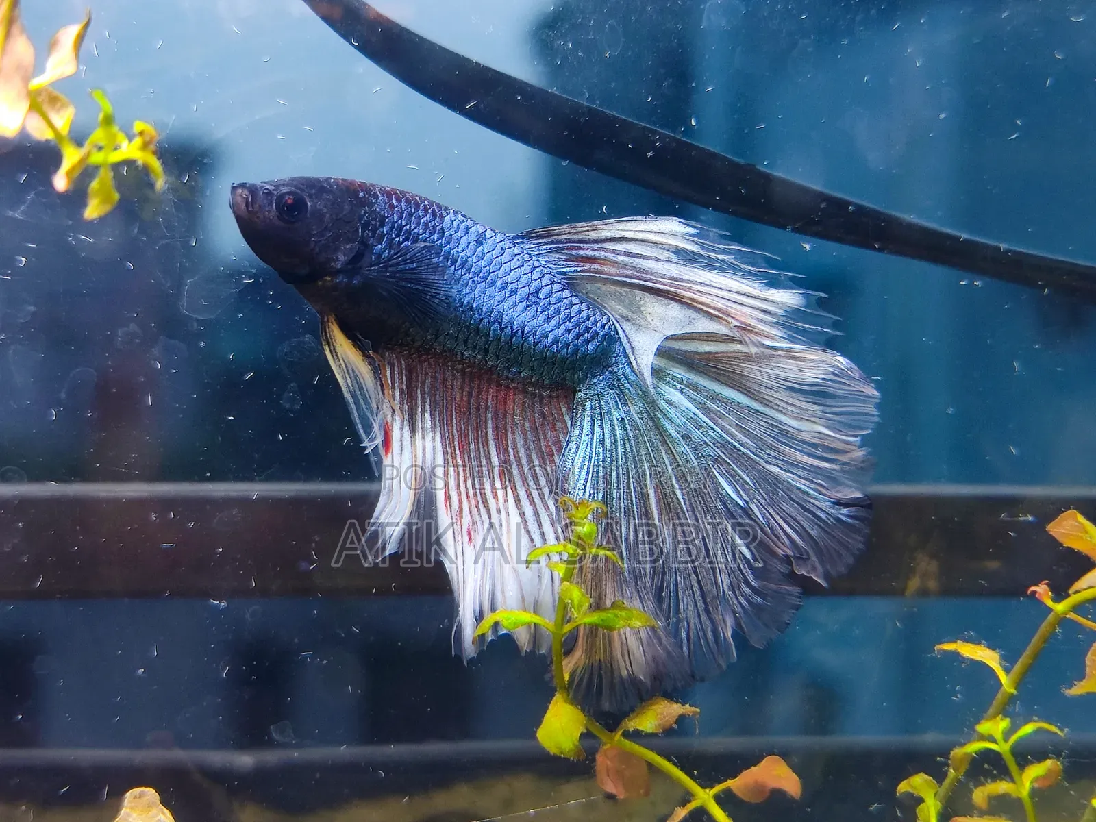 Desktop Betta Planted Tank With Airpump and Betta Food