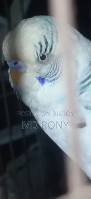 পাইট মেল রানিং