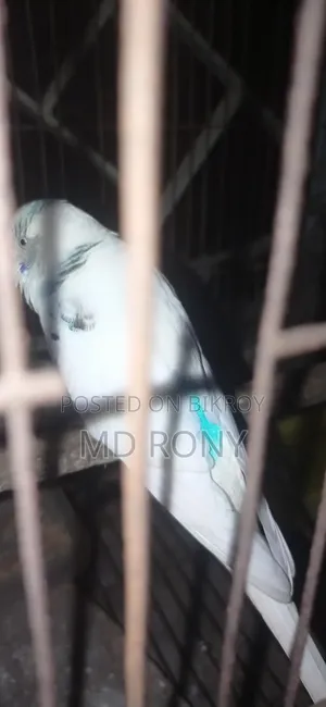 পাইট মেল রানিং