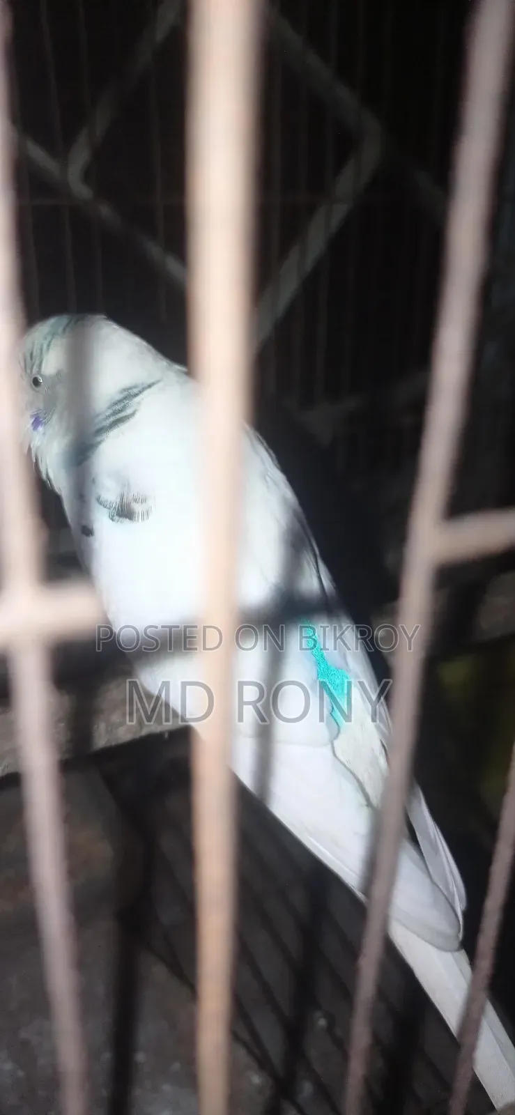 পাইট মেল রানিং