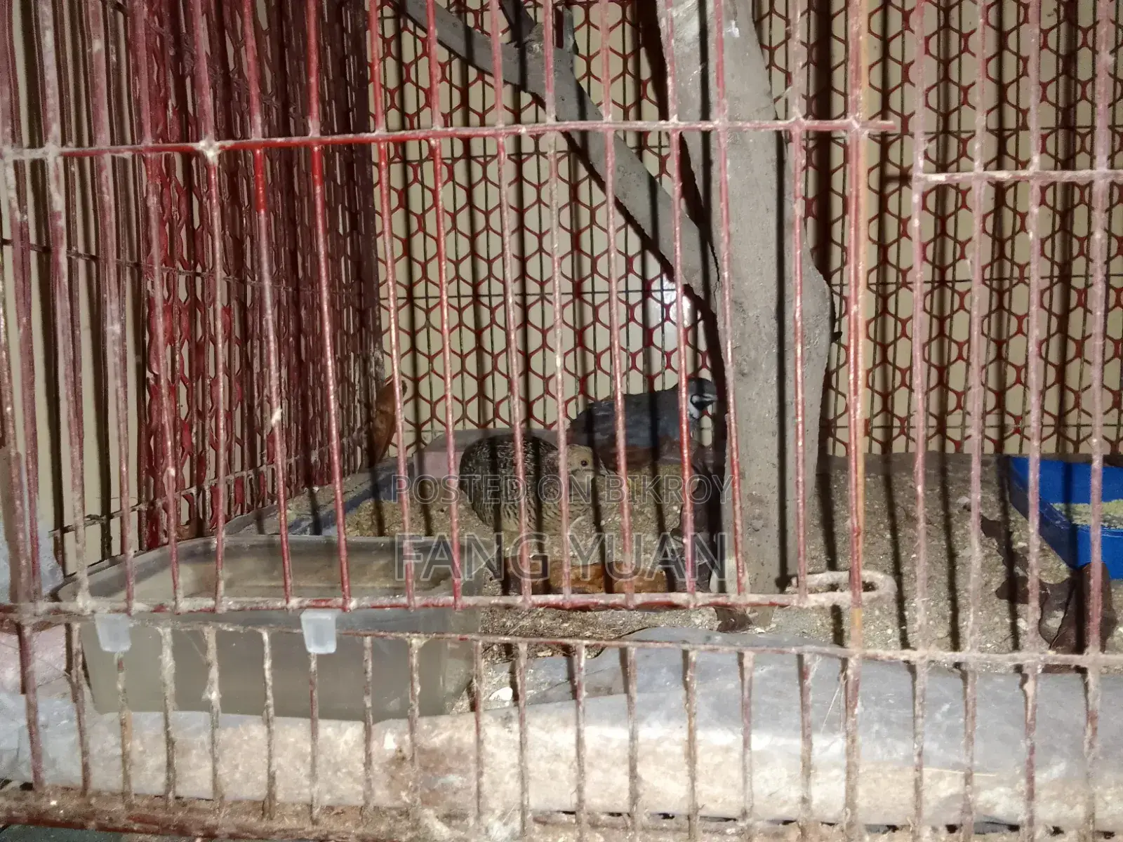 কিং কোয়েল পাখি