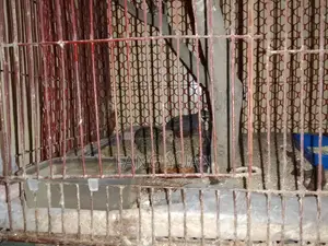 কিং কোয়েল পাখি