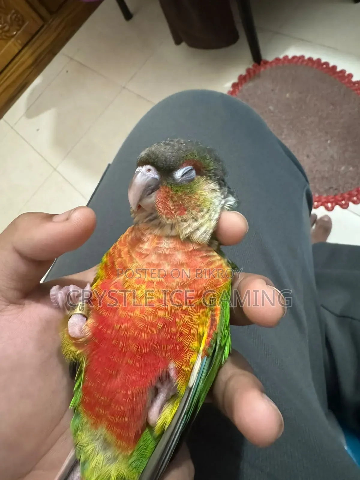 টেইম রেড ফ্যাক্টর গ্রিন চিক কোনুর