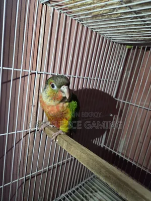 টেইম রেড ফ্যাক্টর গ্রিন চিক কোনুর