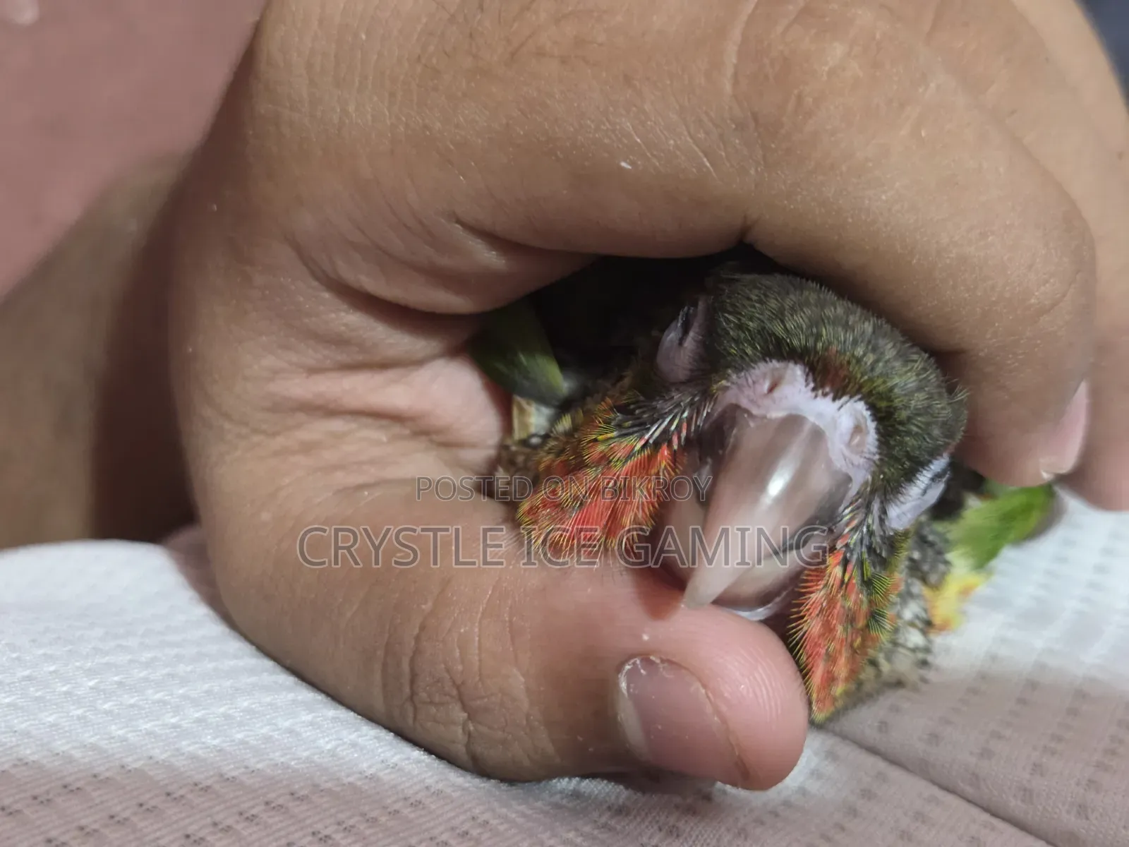টেইম রেড ফ্যাক্টর গ্রিন চিক কোনুর