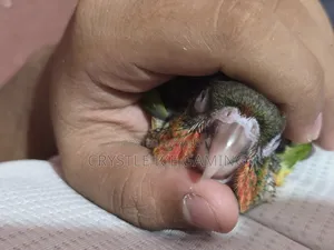 টেইম রেড ফ্যাক্টর গ্রিন চিক কোনুর