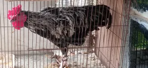 একটা হাই মিটিসন মোরক