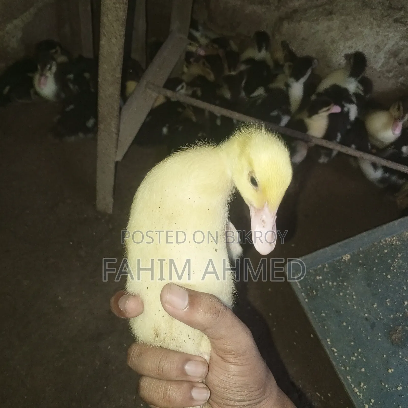 চীনা হাঁসের বাচ্চা