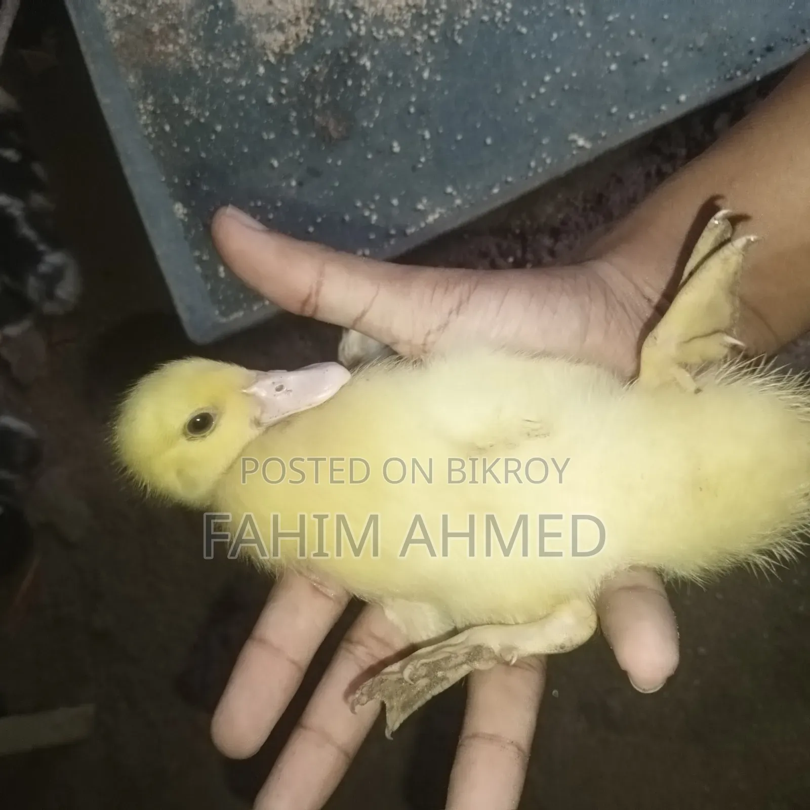 চীনা হাঁসের বাচ্চা