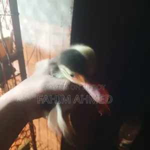 চীনা হাঁসের বাচ্চা