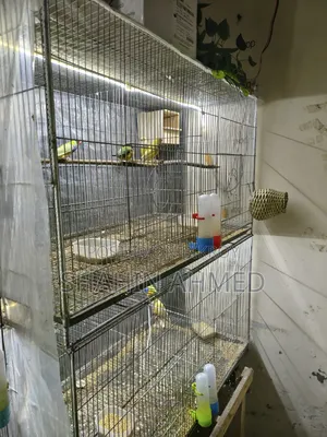 Birds Cage