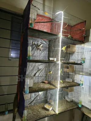 Birds Cage
