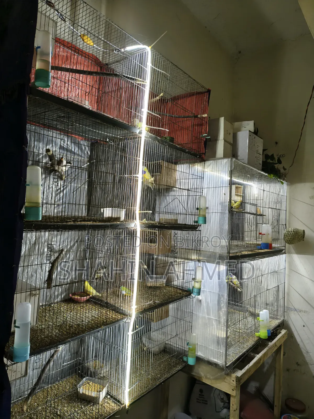 Birds Cage