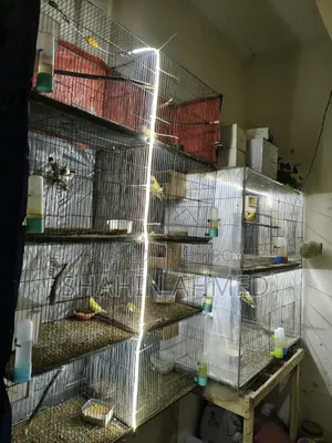 Birds Cage