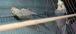 এক পেয়ার ককাটেল রানিং