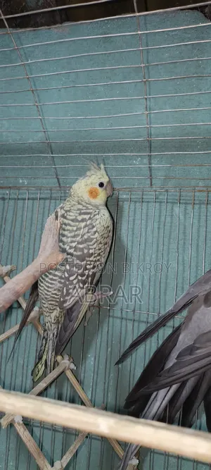 এক পেয়ার ককাটেল রানিং