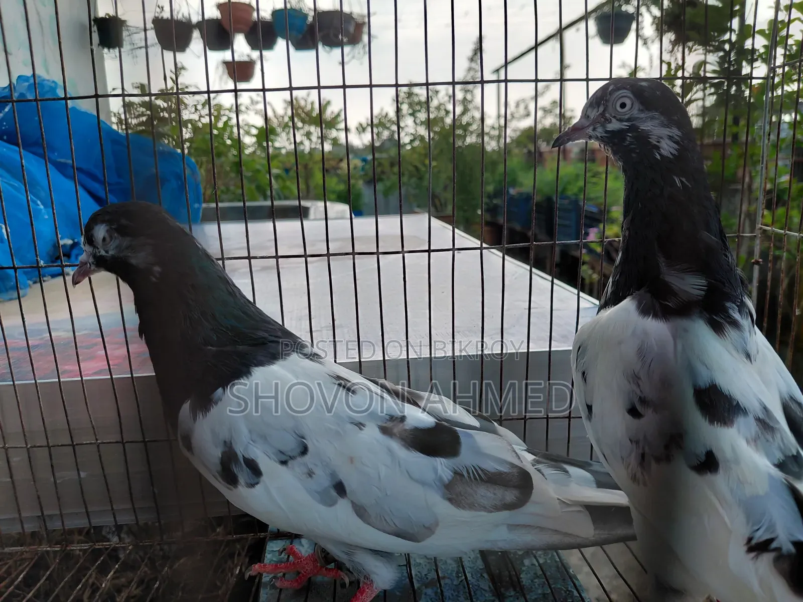 Pakistani Result Teddy Pigeon