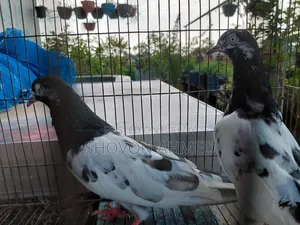 Pakistani Result Teddy Pigeon