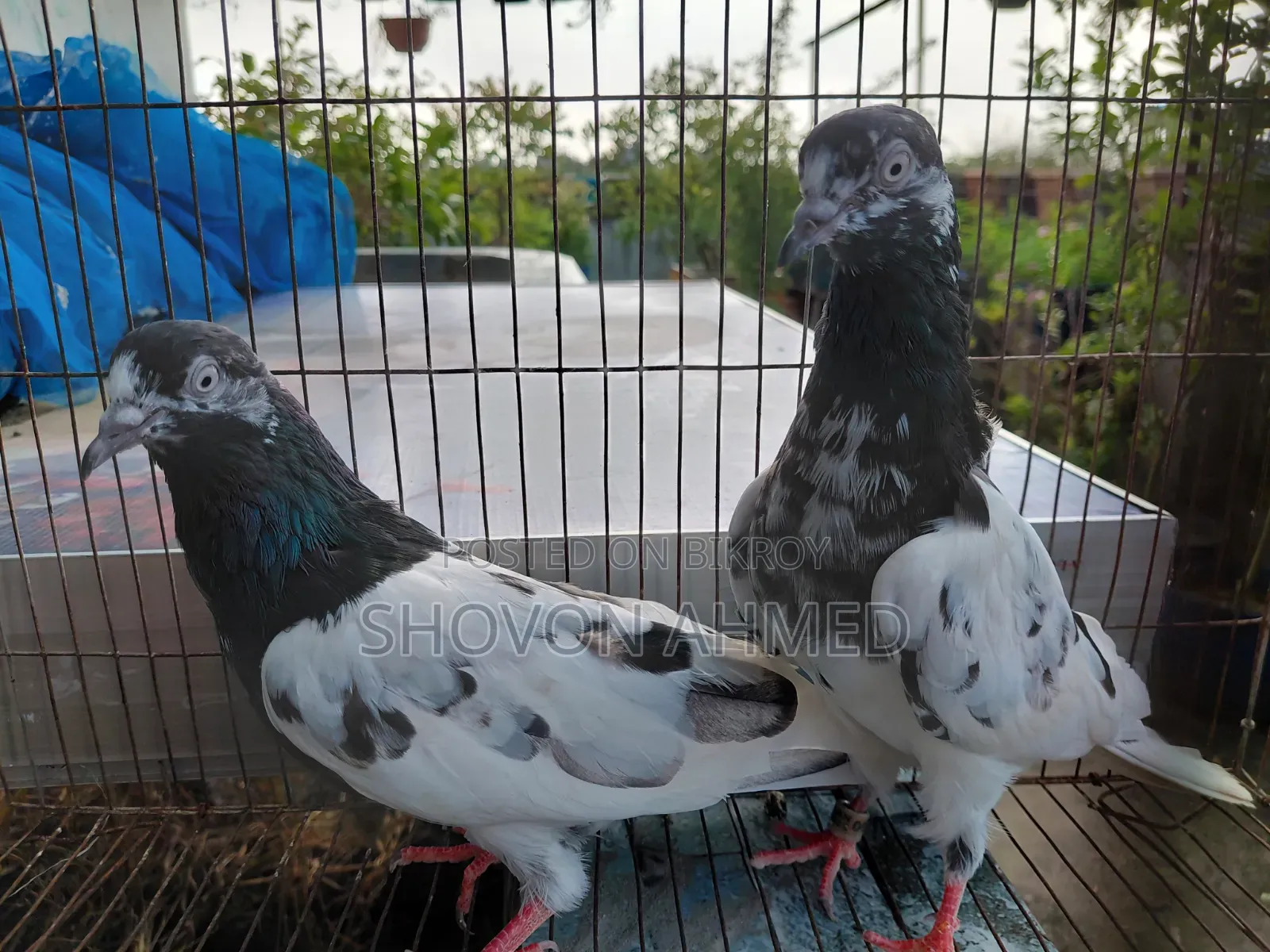Pakistani Result Teddy Pigeon