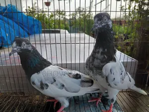 Pakistani Result Teddy Pigeon