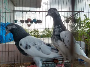Pakistani Result Teddy Pigeon