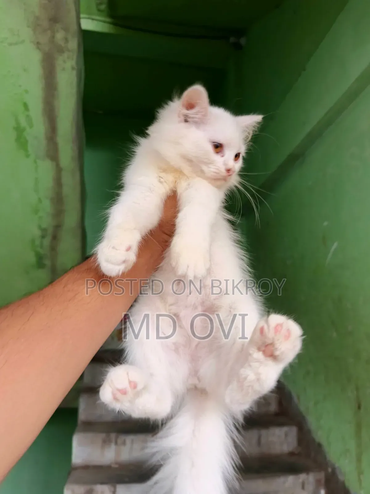 1-3 Months Female Purebred Persian Cat